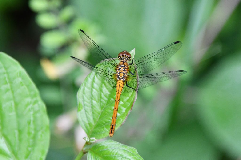 Riconoscimento Sympetrum: sanguineum